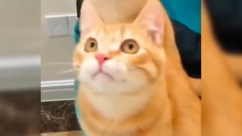Funny ANIMAL videos😊Funniest CATS🐈and DOGS🐕 2024