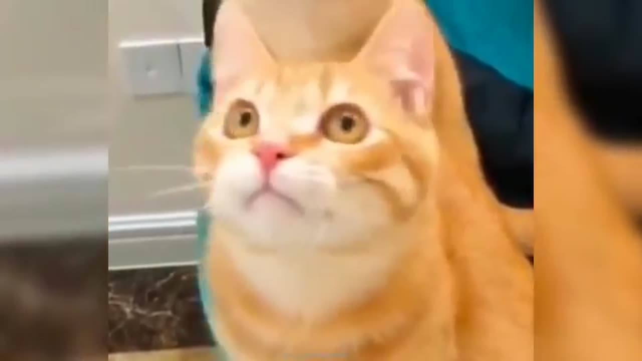 Funny ANIMAL videos😊Funniest CATS🐈and DOGS🐕 2024