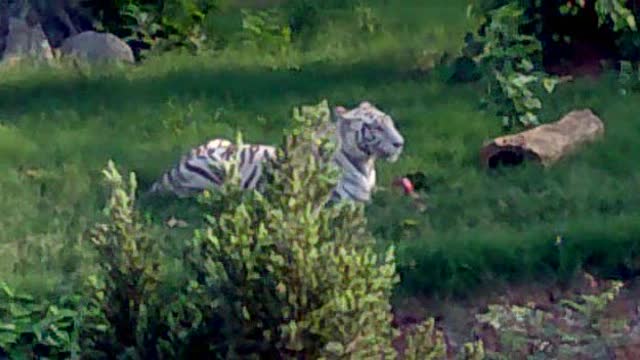 Indian White Tiger in National park