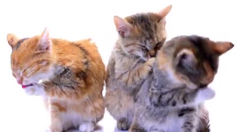 Three cat funny video//super little cat video//most cat video