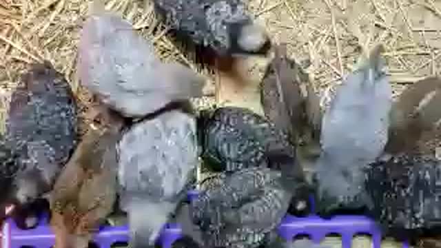 3wk old chicks at Horseless Acres