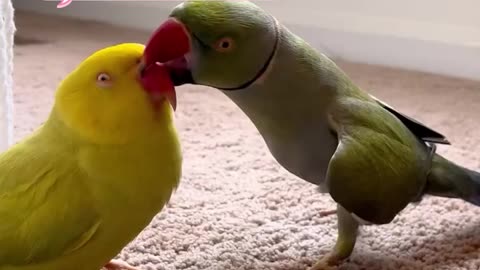 This parrot's busting out the moves! 💃🦜