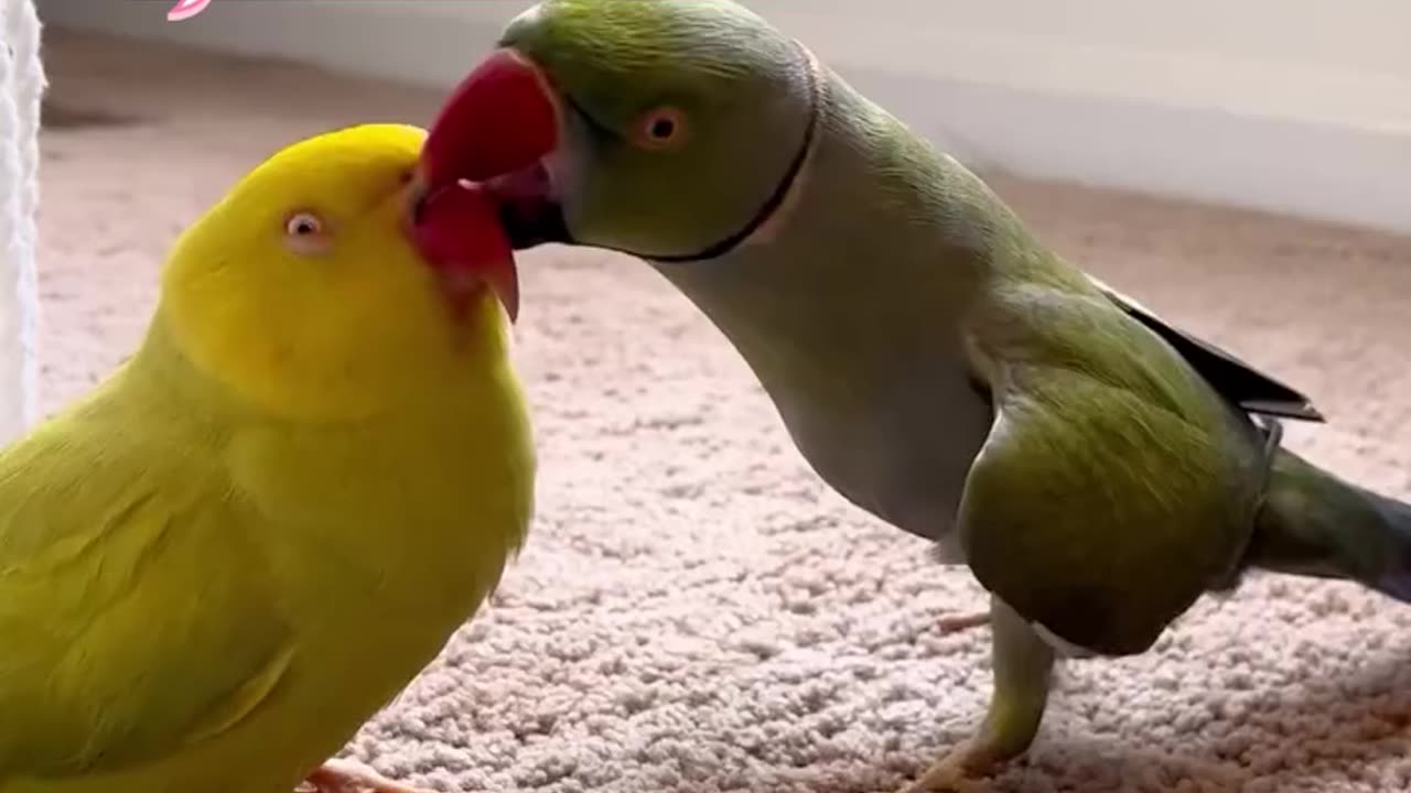 This parrot's busting out the moves! 💃🦜