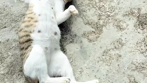 Cat frolic in this video 🐈😺😺
