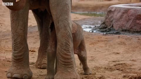 Elephant Herd Celebrates a New Born Calf _ BBC Earth