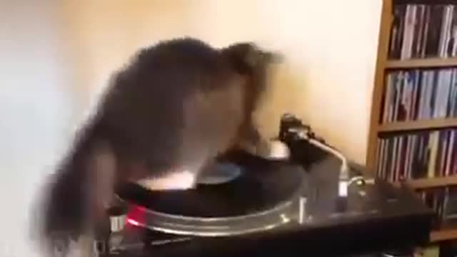 funny DJ Cat