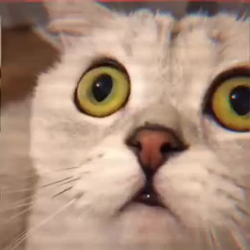 Funny cat Scared of the TV viewer