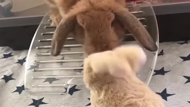 Funny and Cute Baby Bunny Rabbit Videos - Baby Animal Video Compilation