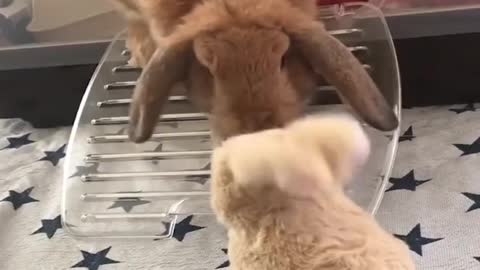 Funny and Cute Baby Bunny Rabbit Videos - Baby Animal Video Compilation
