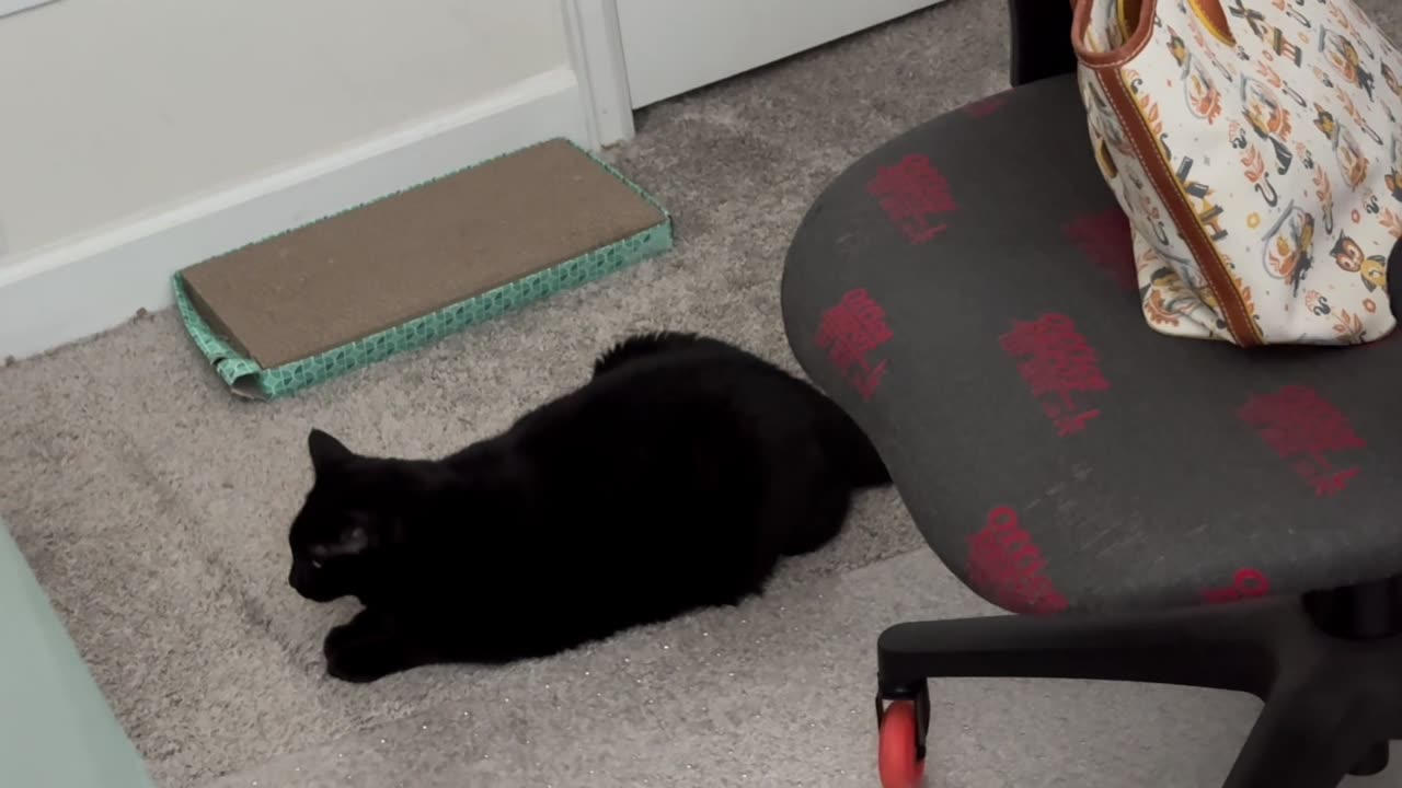 Cute Precious Piper Carries On Without Using Her Office Chair - Adopting a Cat from a Shelter Vlog