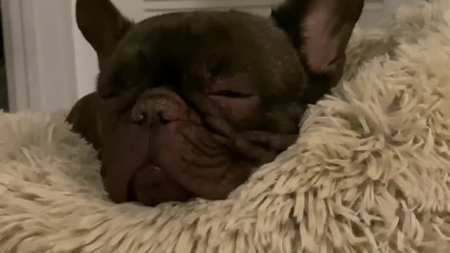 The French Bulldog sleeps and snores like a man