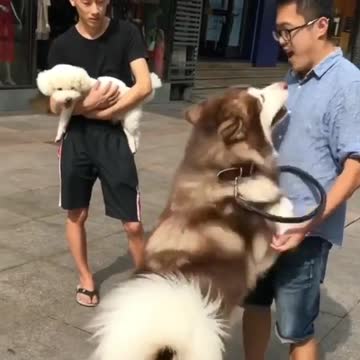 Hey hold me come on i am a puppy too