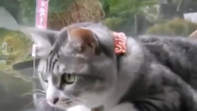 Funny and Cute Cats Videos #1 │Follow the wiper