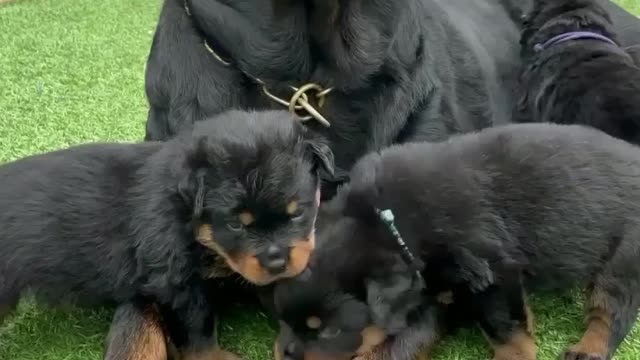 5 Weeks Old Naught Rottweiler Puppies 💞 || cute and funny dogs video 🤣😂 || Cute Dogs Show