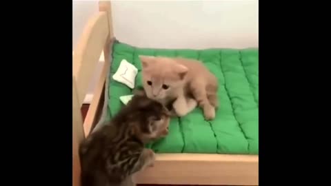 Simply Adorable Animal Delights!"