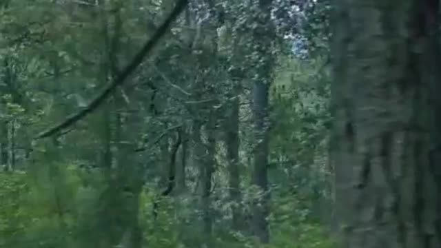 View to the trees of a dense forest on a slow journey