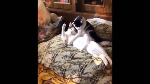 Animal funny video 😀😀