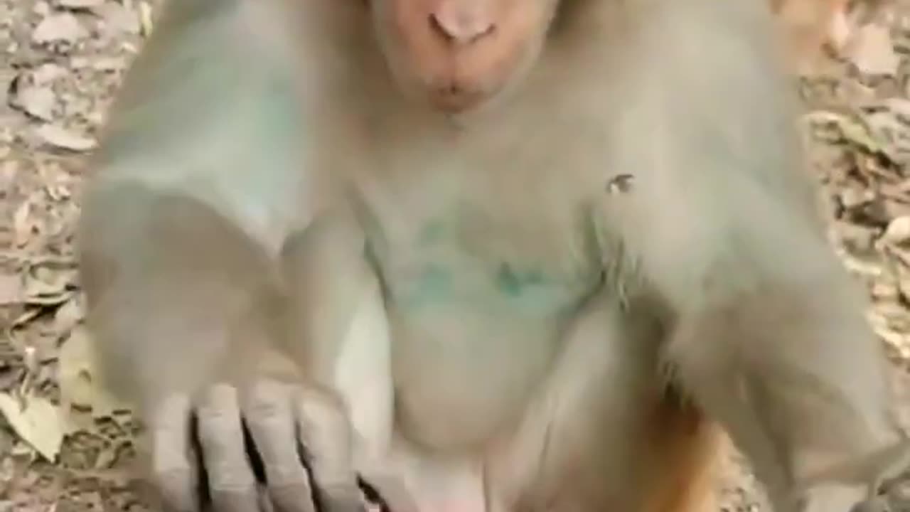 #shorts Funny Animals Videos, Funny Animals Shorts #funnyanimalvideos #monkeyvideo #atharvallinone