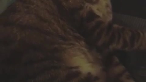 Cat sleeping and owner puts a headband over it.