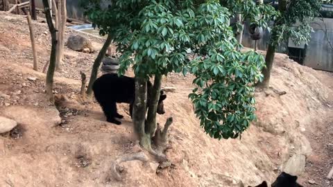 Black bears play by themselves