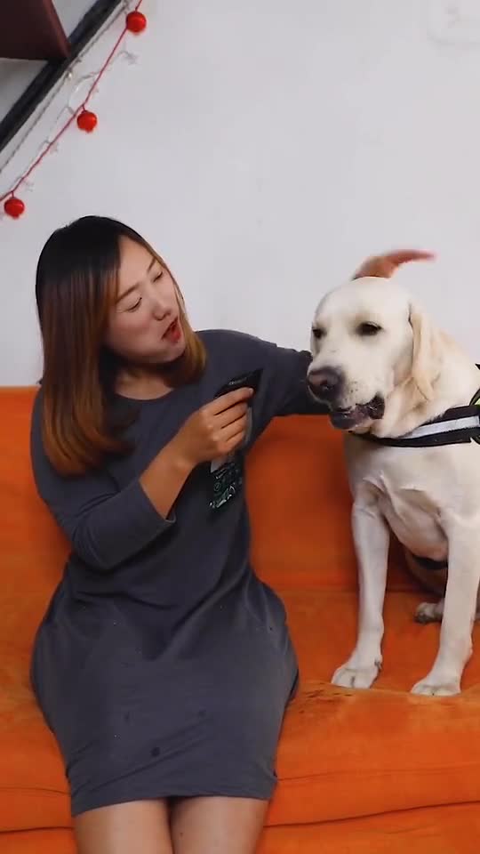 DOGGO HELP HIS TIRED HOOMAN.mp4