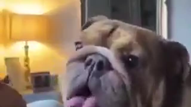 Celo Pets - Animais Engraçado