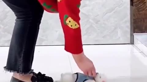 Cute little puppy