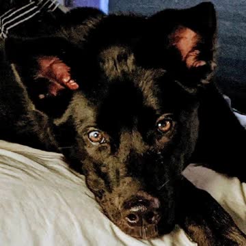 Bowie's audition for the film "Taken".