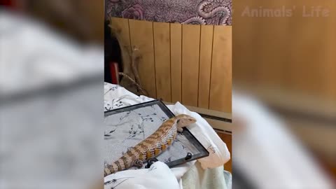 Funny animal moments
