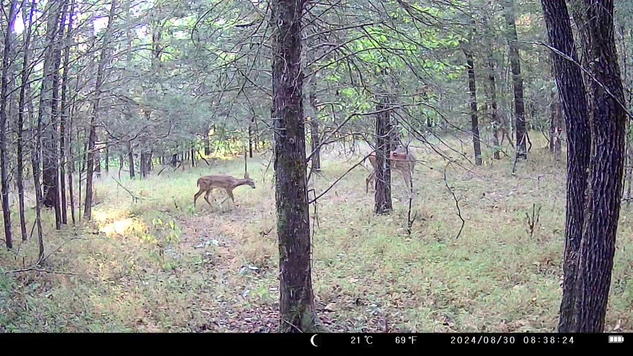 Forest Trail Cam Footage (Baby Deer And Mother)