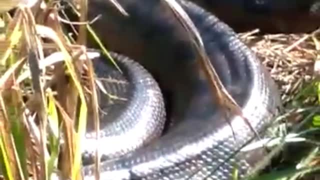 Maior cobra do mundo anaconda