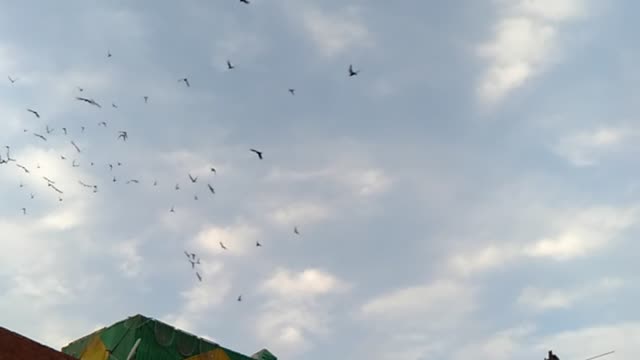 sky view with birds