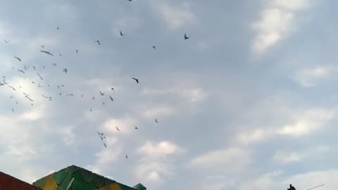 sky view with birds