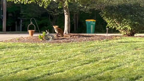 October 7, 2024 - A Sunbathing Fox in Avon, Indiana