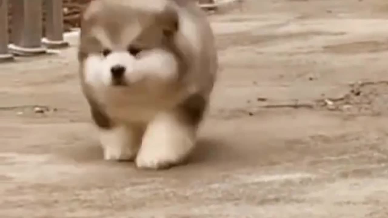 #Funny #Funny video#laugh# interesting#video#short video#short#short cut