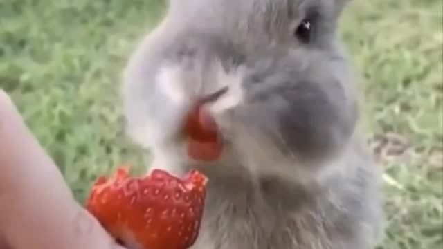 squirrel are eating strawberry like how long have you been hungry