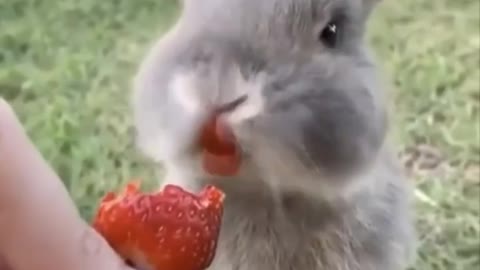 squirrel are eating strawberry like how long have you been hungry