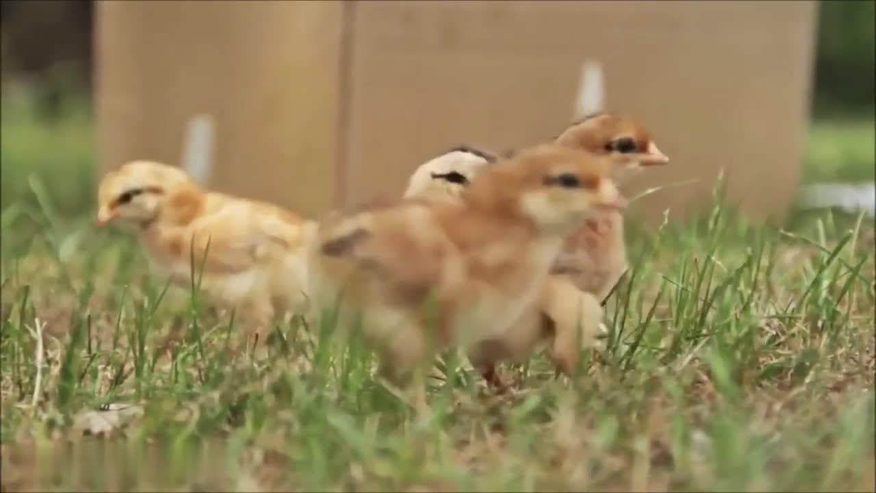 Baby Chickens Nesting Video!