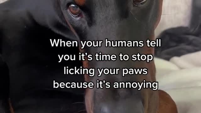 When your humans tell you it's time to stop licking your paws because it's annoying