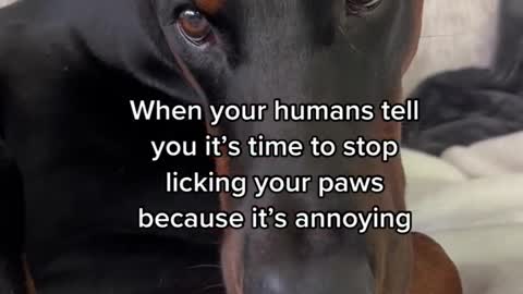 When your humans tell you it's time to stop licking your paws because it's annoying