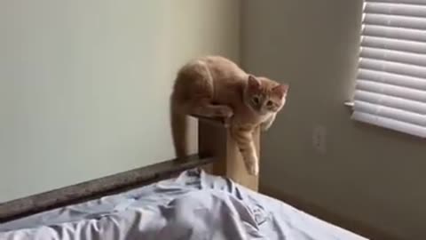 funny cute cats you'll see super houses