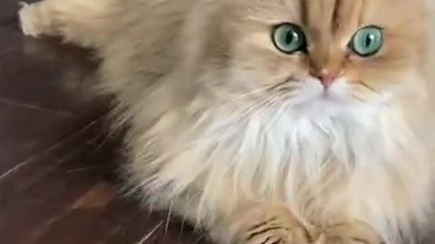 Funniest Cat Videos on the Planet #80 - Best Funny Animal Videos 2022 | Life Funny Pets