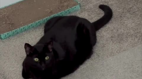 Adopting a Cat from a Shelter Vlog - Cute Precious Piper Loafs and Works at the Same Time #shorts