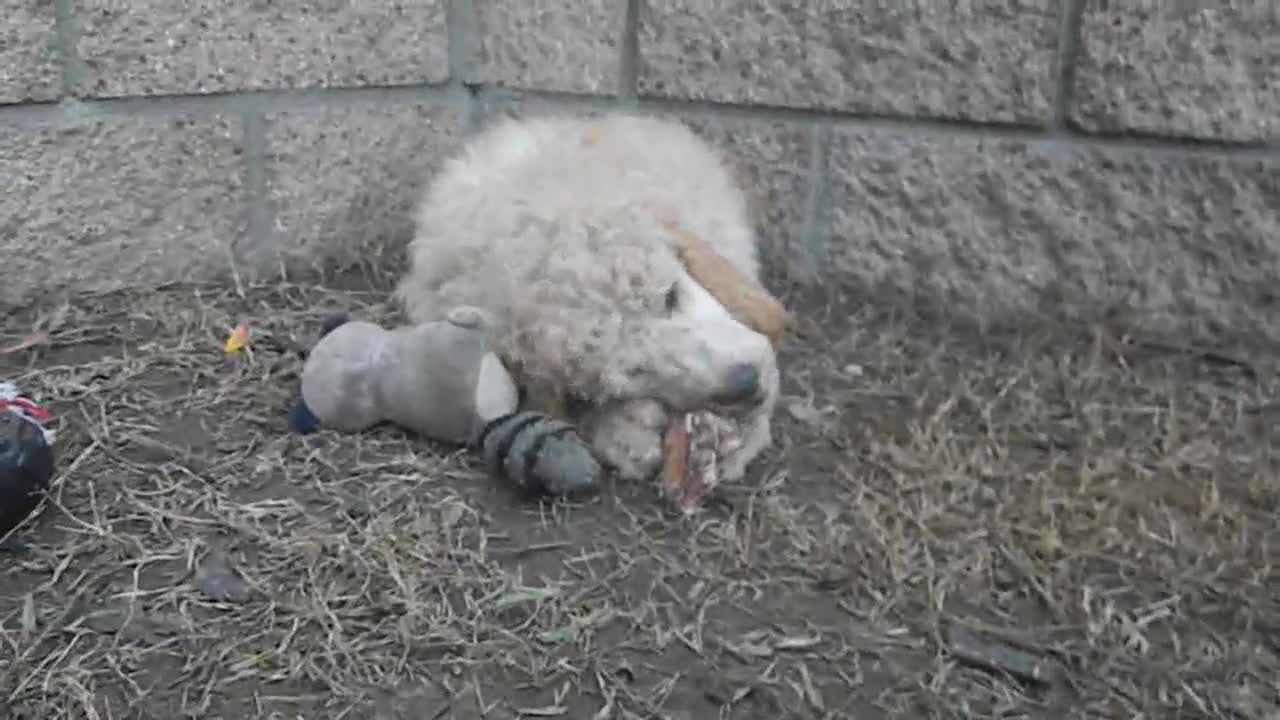 Monte and his Bone