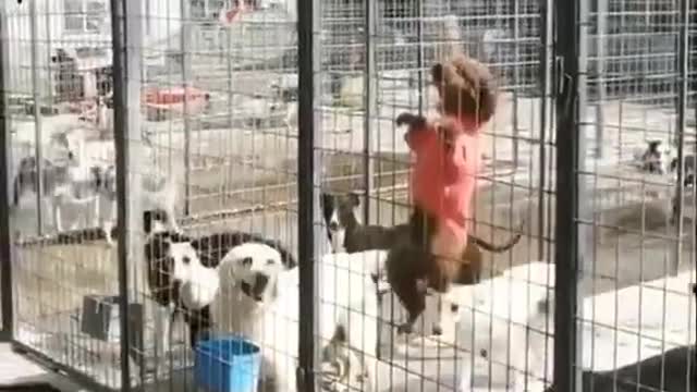 Dog 🐶 funny 😆 #Short video