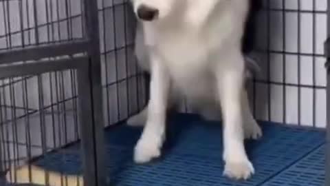 EPIC DOG REACTION On CUTTING CAKE 😂