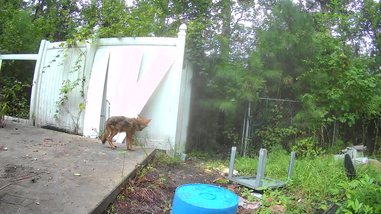 Carolina Red wolf