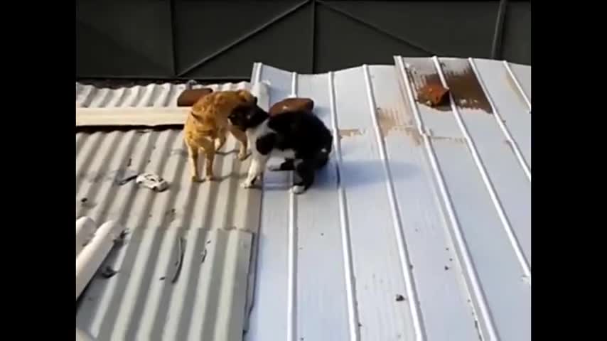 peleas de gatos