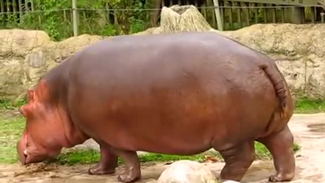 Hippo gets explosive diarrhea.