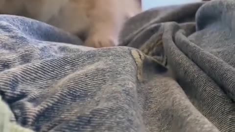 cat#usa#cute#viral